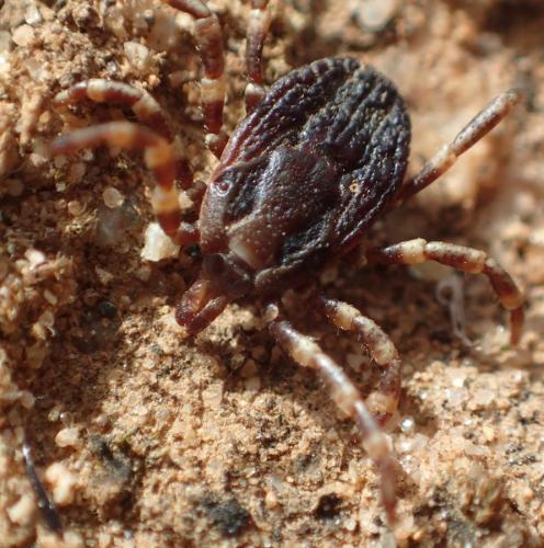 Hyalomma marginatum
